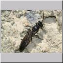 Trypoxylon figulus - Grabwespe 06 OS-Wallenhorst-Tongrube-Lehmwand - det.jpg